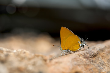 Close-up Butterfly (Dawnas Royal)sucking Mineral on the ground in nature,selective focus