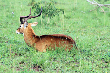 Wilde Antilopen in der Natur von Afrika Uganda