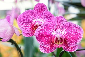 Orchid flower. Phalaenopsis Orchidaceae.