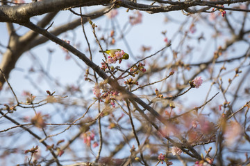 Japanese white-eye with cherry blossom (Sakura)