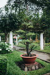 Close-up view of beautiful green bonsai tree growing in pot, Ho Chi Minh, Vietnam