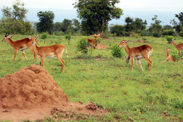 Naklejka na ściany i meble Wilde Antilopen in der Natur von Afrika Uganda