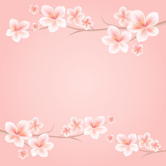 Obraz na płótnie Canvas Branches of Sakura with Pink flowers isolated on Pink background. Sakura flowers. Cherry blossom. Vector
