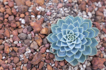Succulents cactus in desert botanical garden.