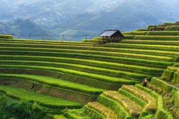 Papier Peint photo Mu Cang Chai Terraced rice field in harvest season in Mu Cang Chai, Vietnam.
