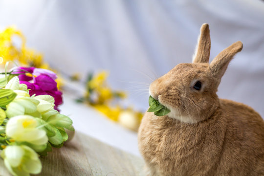 Bunny rabbit munches on fresh spinach leaves surrounded by flowers for spring and Easter