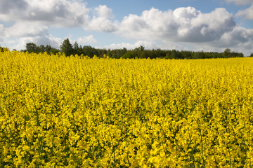 Landscape with rapeseed flowers.