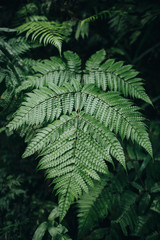 close-up view of beautiful green fern in Phong Nha Ke Bang National Park, Vietnam