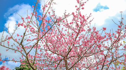 Wild Himalayan Cherry or Prunus cerasoides in science name blooming on winter season at Royal Agricultural Station Angkhang, Thailand