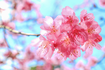 Naklejka premium Wild Himalayan Cherry or Prunus cerasoides in science name blooming on winter season at Royal Agricultural Station Angkhang, Thailand