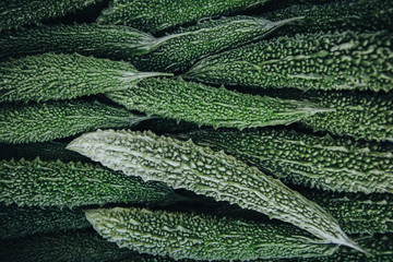 top view of green fresh Momordica charantia vegetables grown at Thoddoo island, Maldives