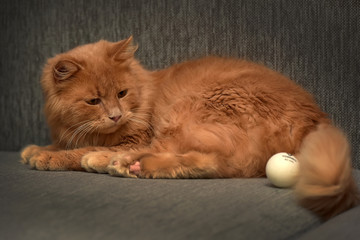 red cat lying