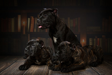 puppy cane Corso on library background
