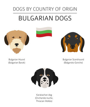 Dogs by country of origin. Bulgarian dog breeds. Infographic template
