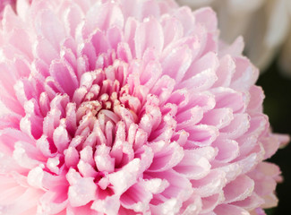 close up chrysanthemum flower in garden