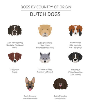 Dogs by country of origin. Dutch (Holland) dog breeds. Infographic template