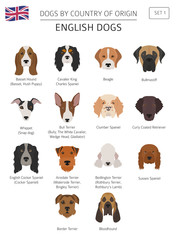 Dogs by country of origin. English dog breeds. Infographic template - obrazy, fototapety, plakaty