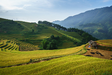 Terraced rice field in harvest season in Mu Cang Chai, Vietnam.