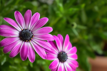 Two pink blue-eyed daisies (Osteospermum) on a green background