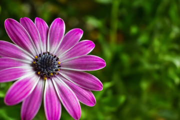 Isolated pink blue-eyed daisy (Osteospermum)