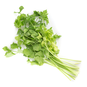 Celery or parsley leaf isolated on white background