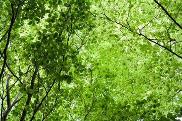 Obraz premium springtime