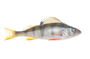 fish perch on white background