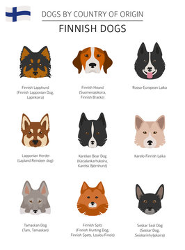 Dogs by country of origin. Finnish dog breeds. Infographic template