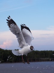 Seagulls in mangrove forest reserve bangpoo Thailand