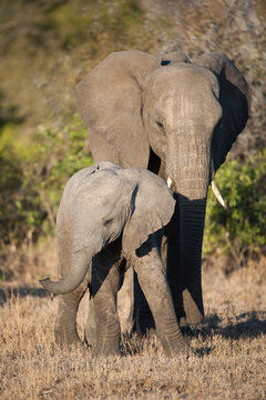 A vertical, side lit, full length, colour photograph of an elephant mother and calf, Loxodonta africana, in the Greater Kruger Transfrontier Park, South Africa.