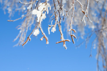Birch and hoarfrost