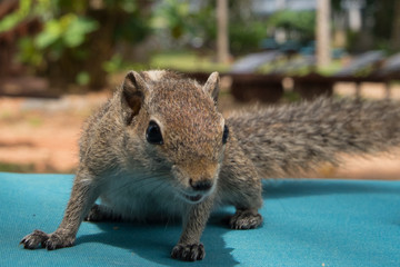 Indisches Palmenhörnchen in Sri Lanka, funambulus palmarum brodiei