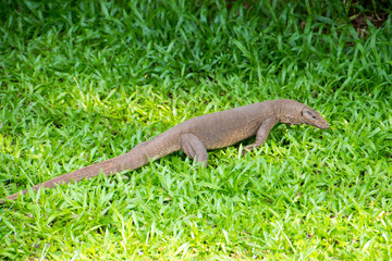bindenwaran, varanus salvator salvator