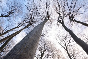 Full large trees, without leafs looking like woods giants on a blue colored winter sky 