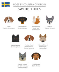 Dogs by country of origin. Swedish dog breeds. Infographic template