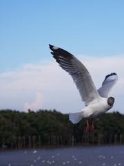 Seagulls in mangrove forest reserve bangpoo Thailand