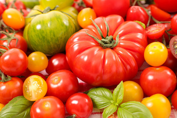 Fototapeta na wymiar different variety of tomatoes