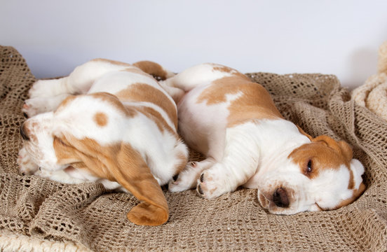 Basset hound puppy sits on a white background