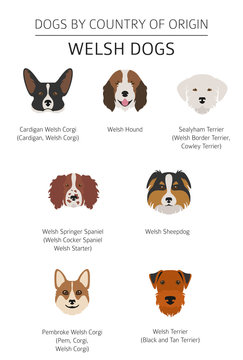 Dogs by country of origin. Walsh dog breeds. Infographic template. Vector illustration