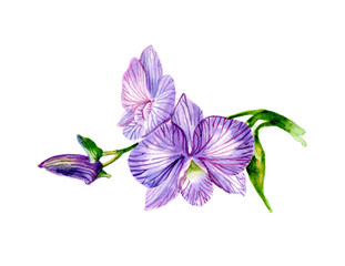 purple orchids bouquet hand illustration