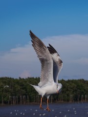 Seagulls in mangrove forest reserve bangpoo Thailand