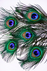 five peacock feathers on white background close up