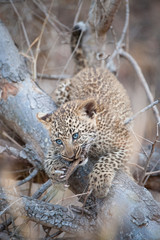 A vertical, colour photograph of a fluffy young leopard cub, Panthera pardus, with blue eyes in the Greater Kruger Transfrontier Park, South Africa.