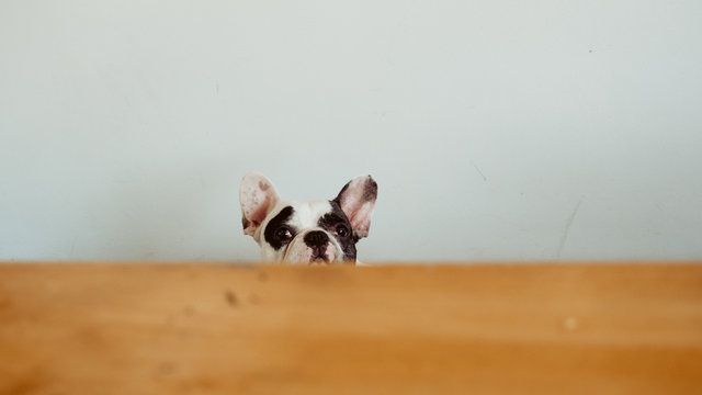 Curiosity French Bulldog peeking the table from below.