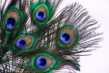 peacock feathers on white background close up