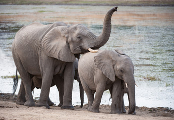 A horizontal, full length, colour photograph of a small elephant herd, Loxodonta africana, in the...