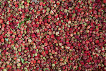 Many forest strawberry on the  background