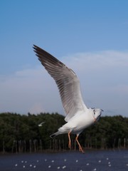 Seagulls in mangrove forest reserve bangpoo Thailand