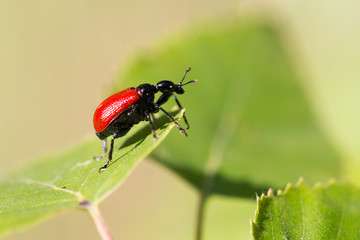 Apoderus coryli on the leaf