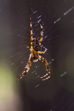 Spider sits on the web